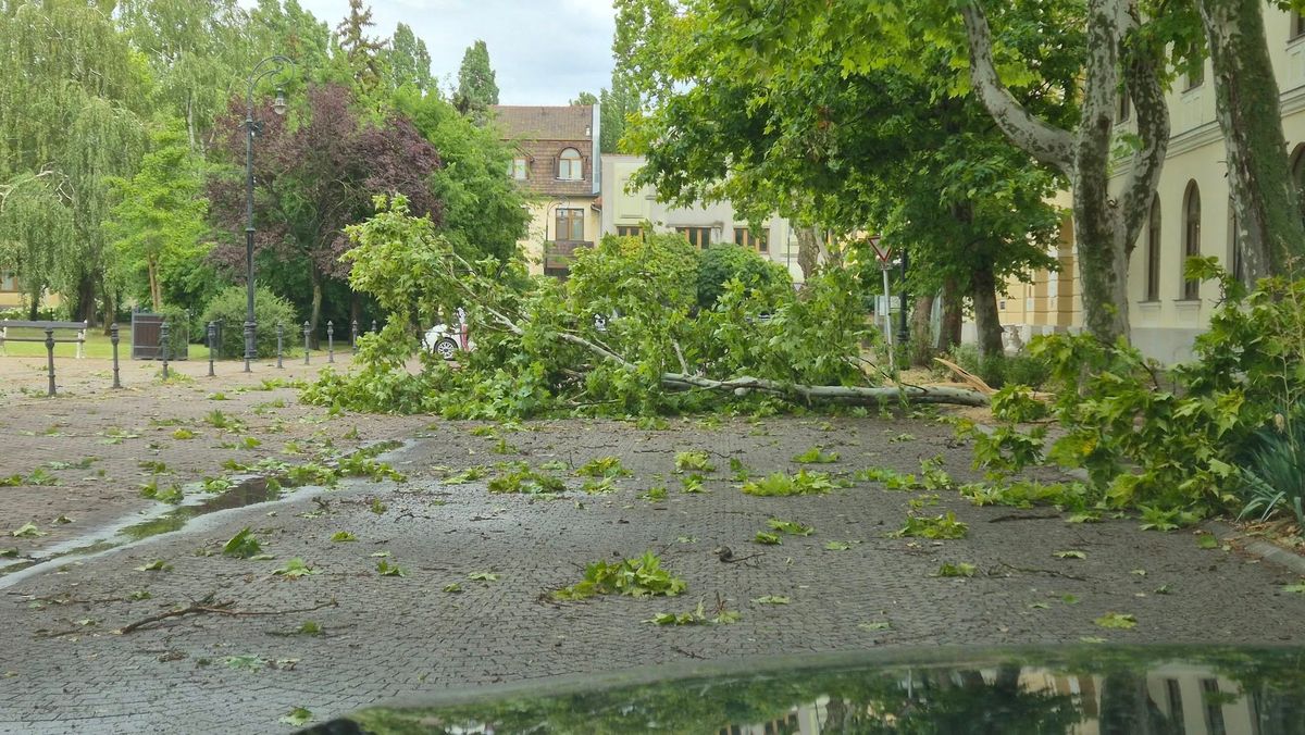 vihar, szarvas, pusztítás
