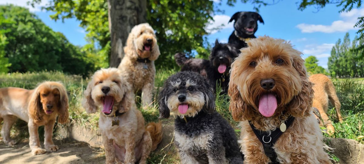 A,Pack,Of,Cute,And,Happy,Dog,Friends,Of,Various