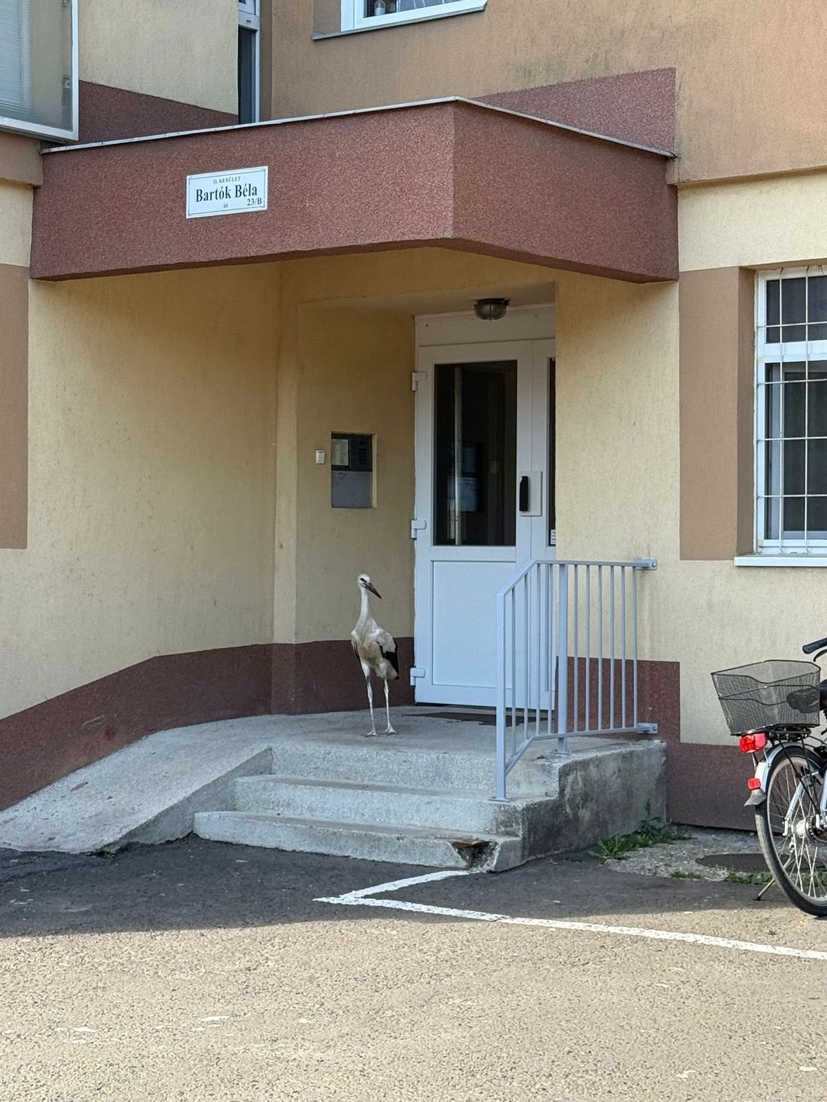 gólya, Békéscsaba napjainkban