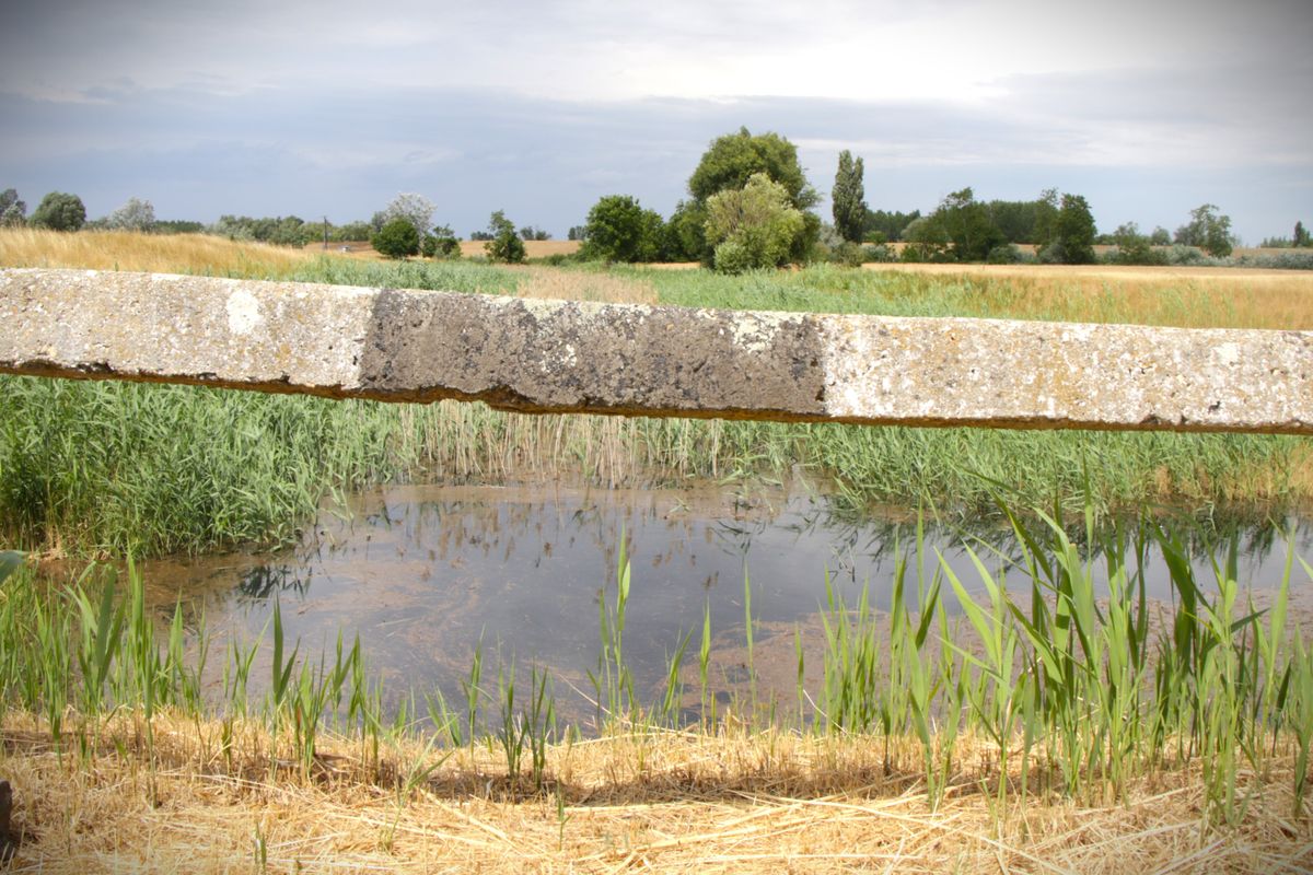Koplaló-holtág