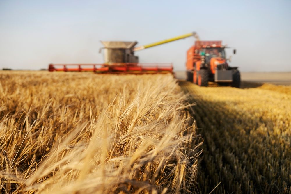 A búza aratása 95 százaléknál tart Békés vármegyében, Selective,Focus,On,Wheat,At,Farmland,With,Combine,Harvester,And