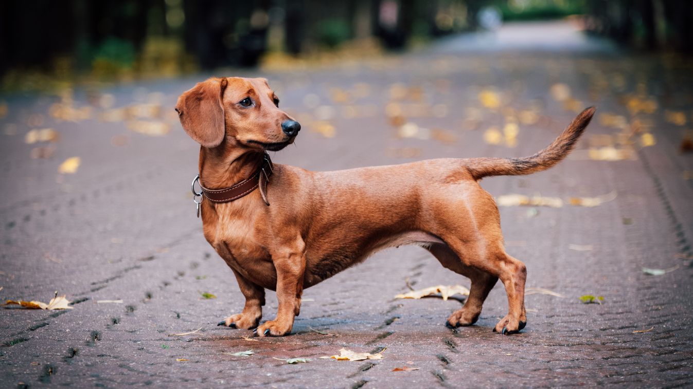 Megvan a dátum: ekkor rendezik az ország legnagyobb tacskótalálkozóját