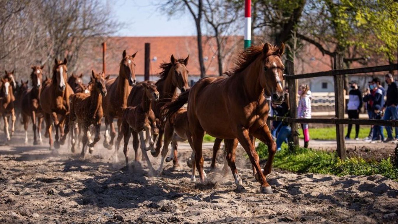 Tavaszi nyüzsgés Békésben: programok sokasága vár ránk