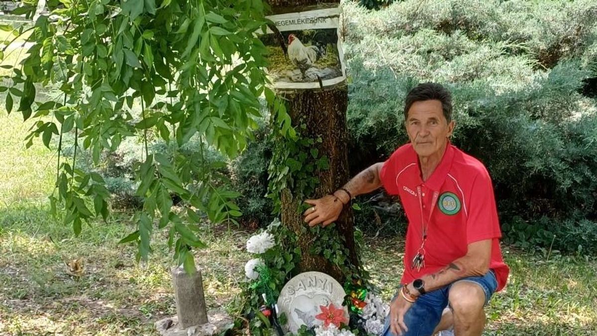 Sanyi kakas miatt utcára vonulnak a csabaiak – a városháza előtt tüntetnek a szobor miatt